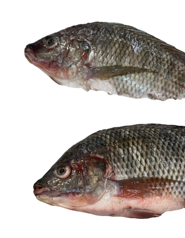 Whole Tilapia Fish