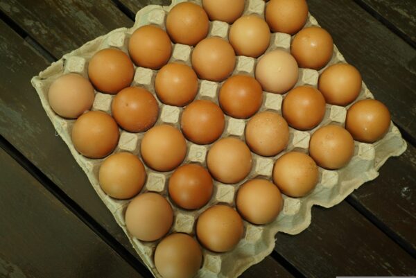 eggs