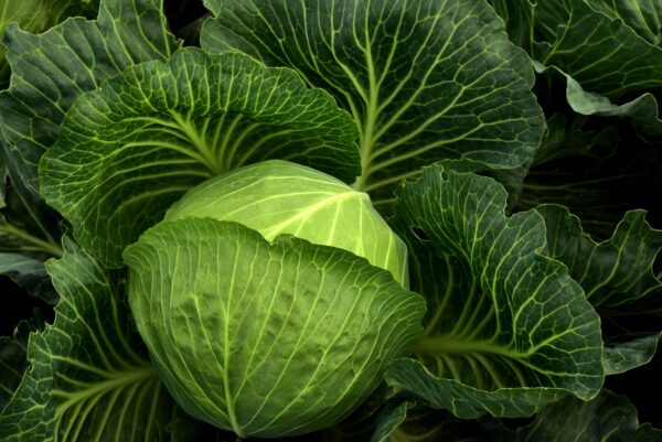 Cabbage per Piece