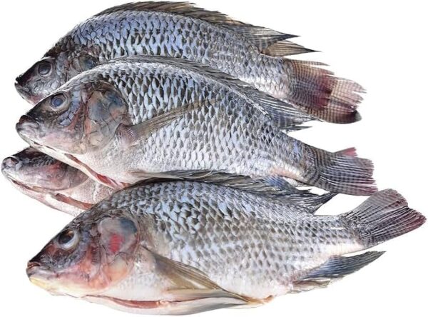 Whole Tilapia Fish piece