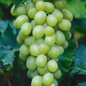 Green-grapes-Per-punnet-Doorstep-Soko-Hub