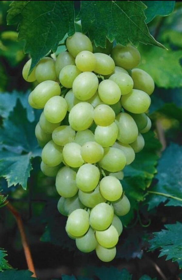 Green-grapes-Per-punnet-Doorstep-Soko-Hub
