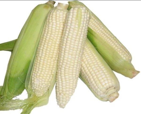Maize per Piece