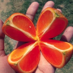 Pixie-Orange-per-kg-Doorstep-Soko-Hub.