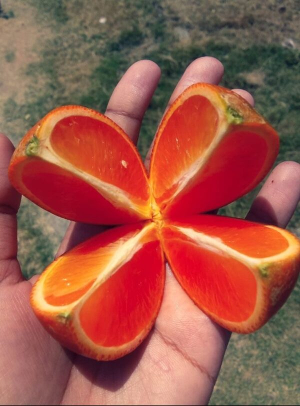 Pixie-Orange-per-kg-Doorstep-Soko-Hub.