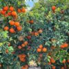 Pixie-orange-Doorstep-Soko-Hub
