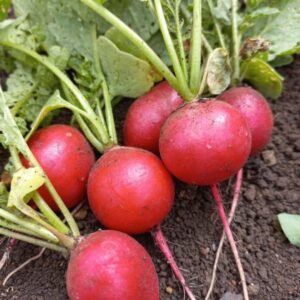 Red-Radish-5-pieces-Doorstep-Soko-Hub