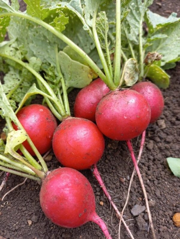Red-Radish-5-pieces-Doorstep-Soko-Hub