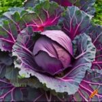 Red-cabbage-per-piece-Doorstep-Soko-Hub