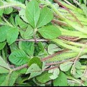 Sagaa-per-bunch-Doorstep-Soko-Hub