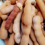Tamarind-Ukwanju-Per-Punnet-Doorstep-Soko