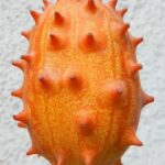 Thorn-Meron-Doorstep-Soko-Hub