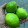 lemon-per-kg-Doorstep-soko-Hub.